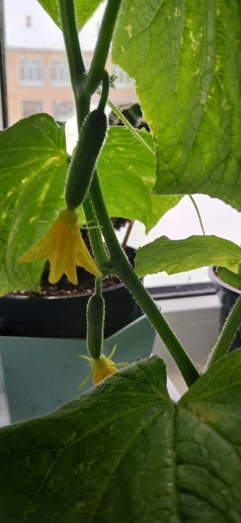 #делувремя На улице февраль и каждый день сильный ветер и идет снег. А у нас в центре уже весна. Растут огурчики, салат и укроп!